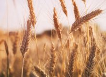توسعه: ارتقای مستمر کل جامعه